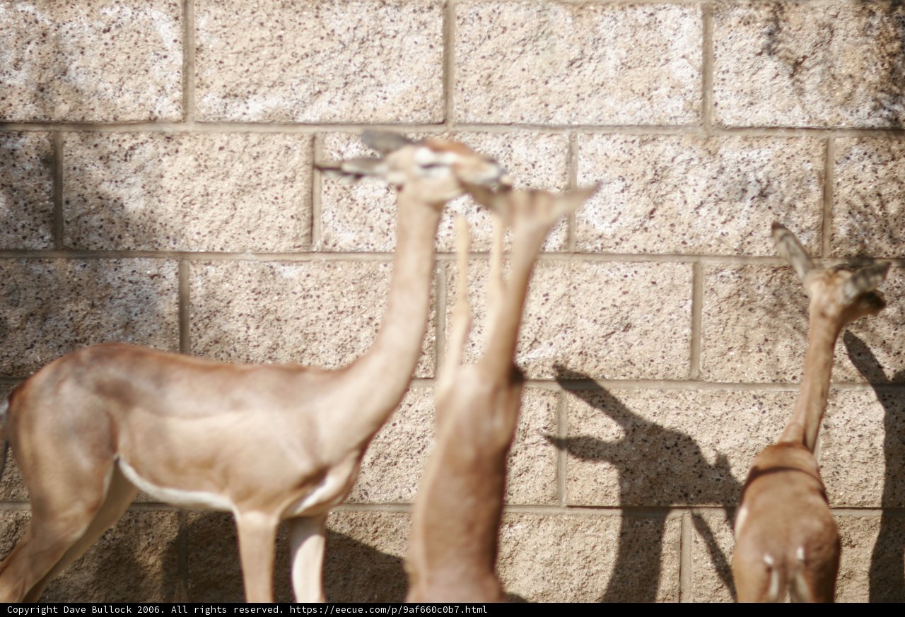 Gazelles Gather by the Wall