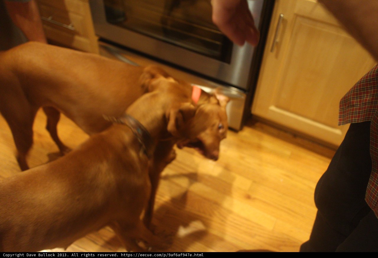 Playful Pups on Hardwood