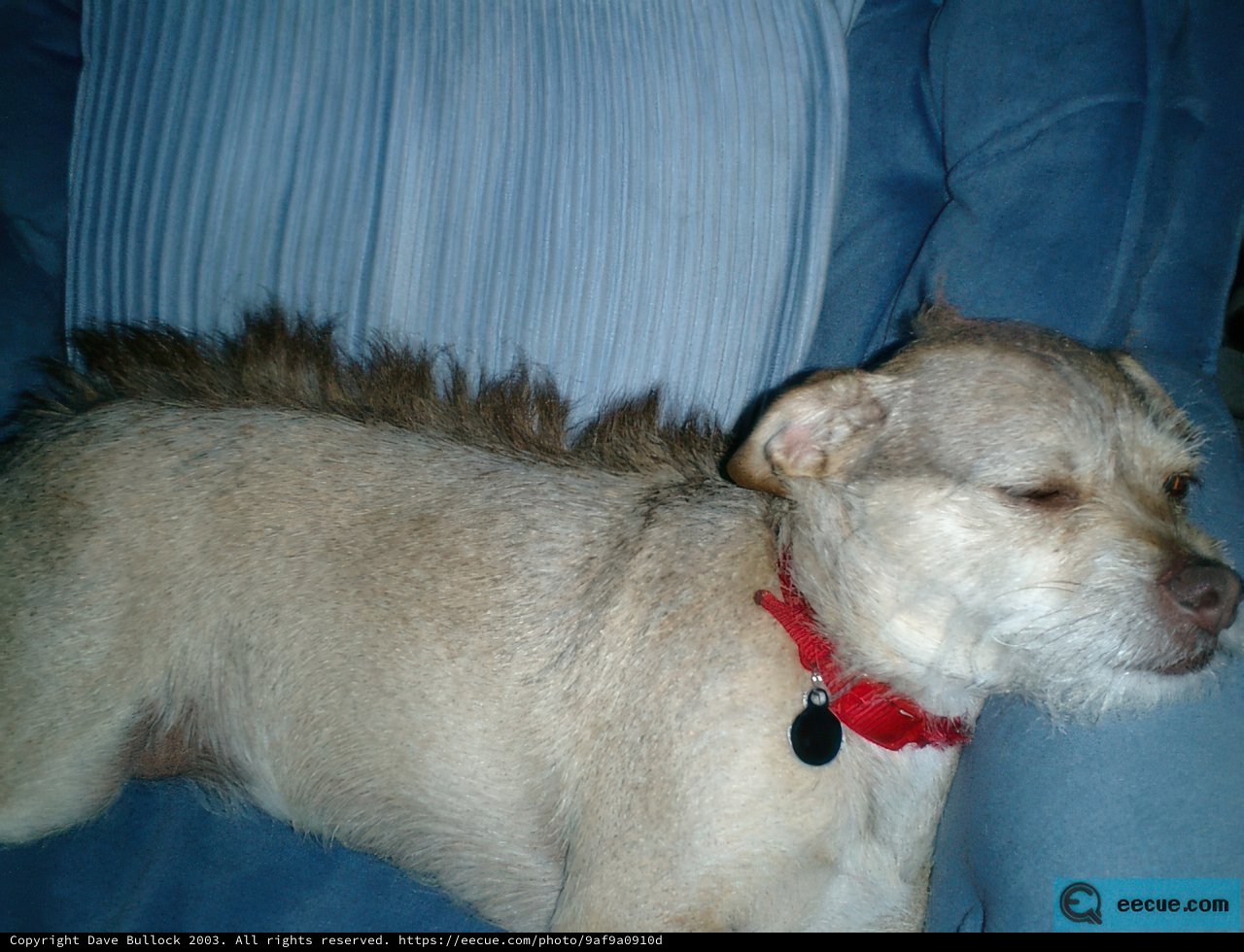 Comfy Canine on the Couch
