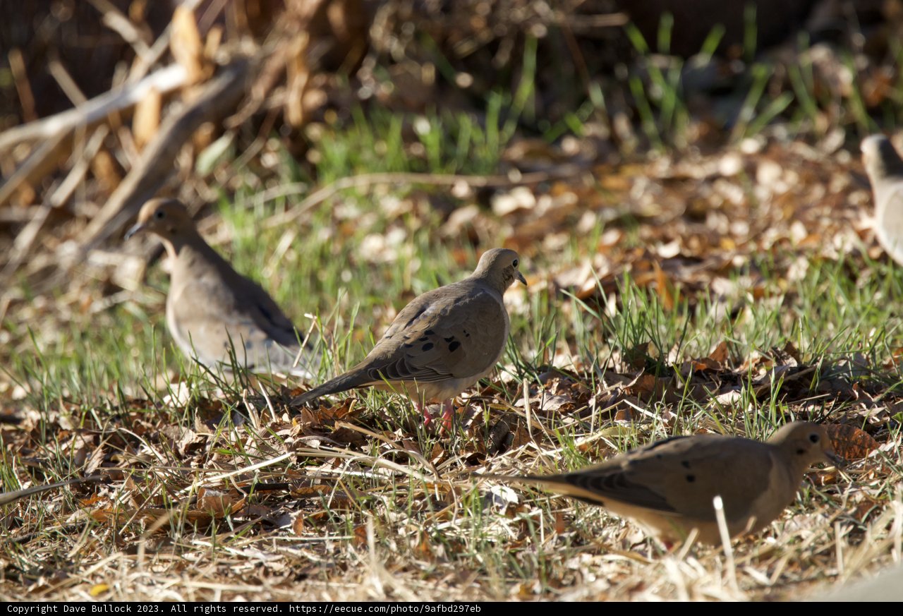 Dawn Gathering: Feathered Assembly in El Sereno