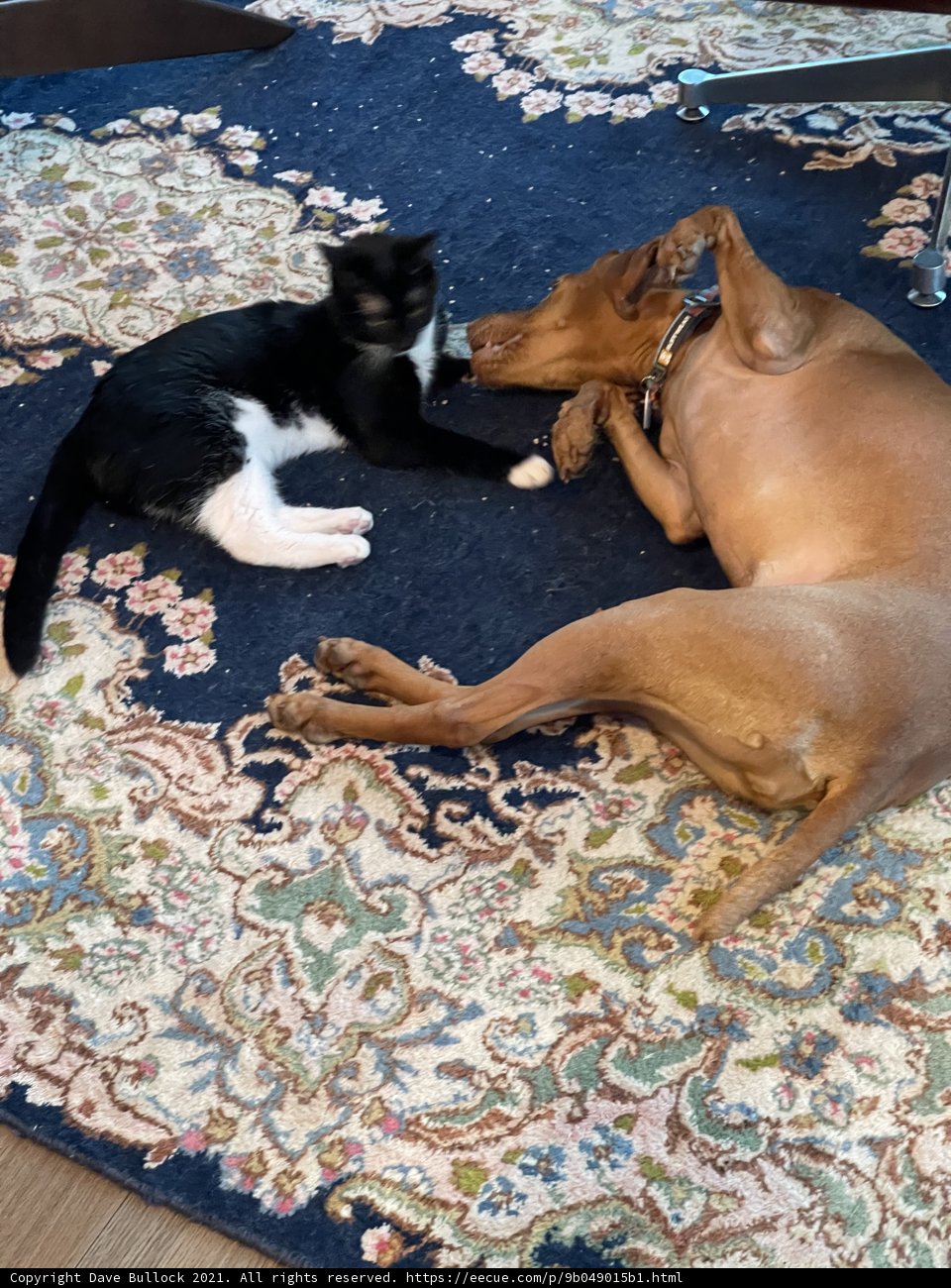Furry Friends on a Cozy Rug