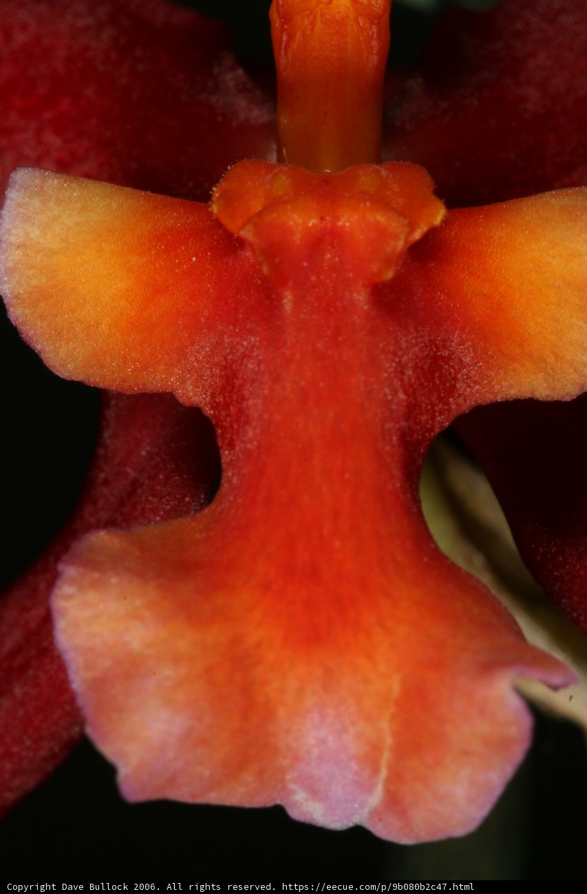 Vibrant Red and Orange Orchid
