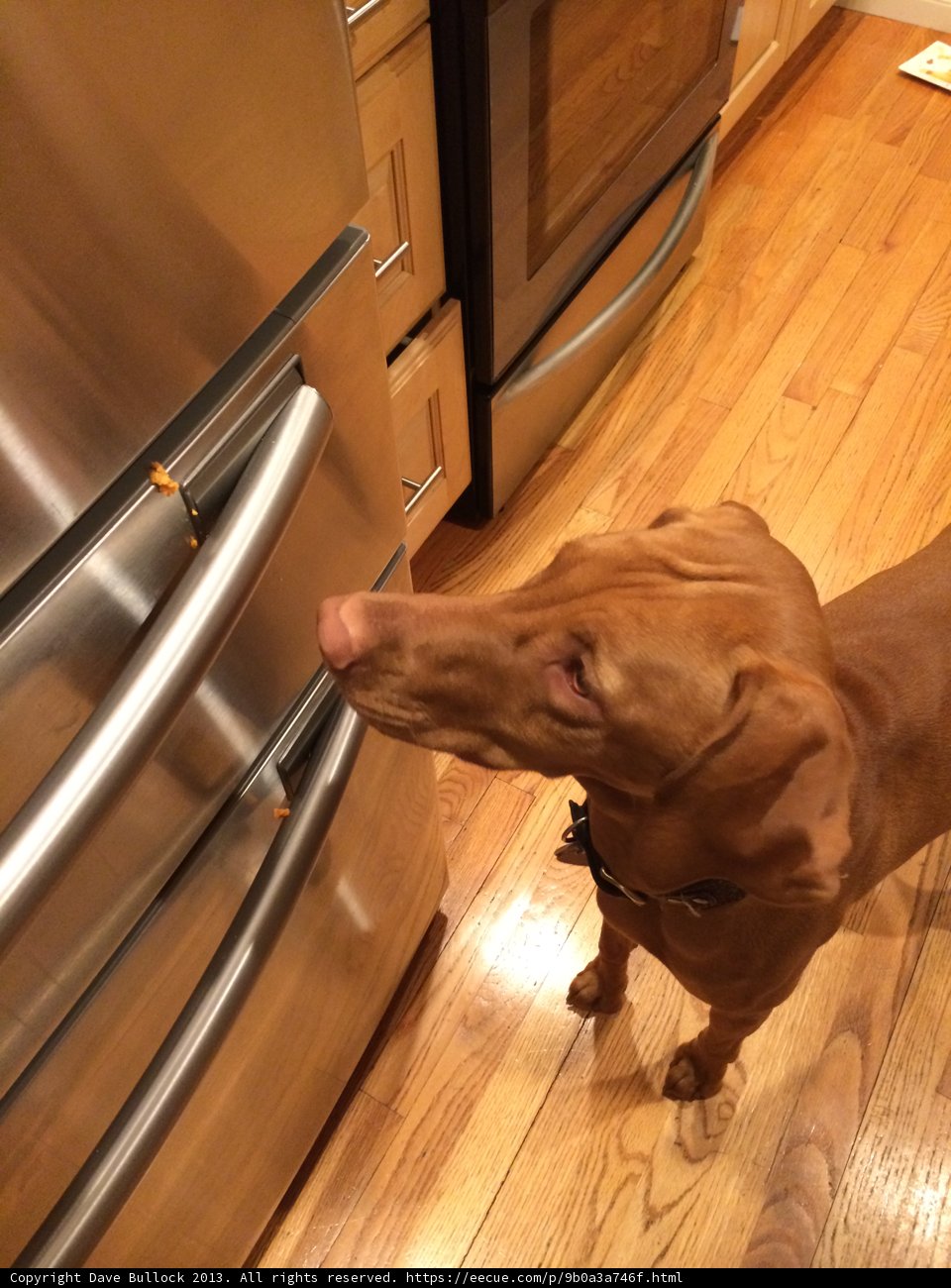 Wooden-Floor Hound