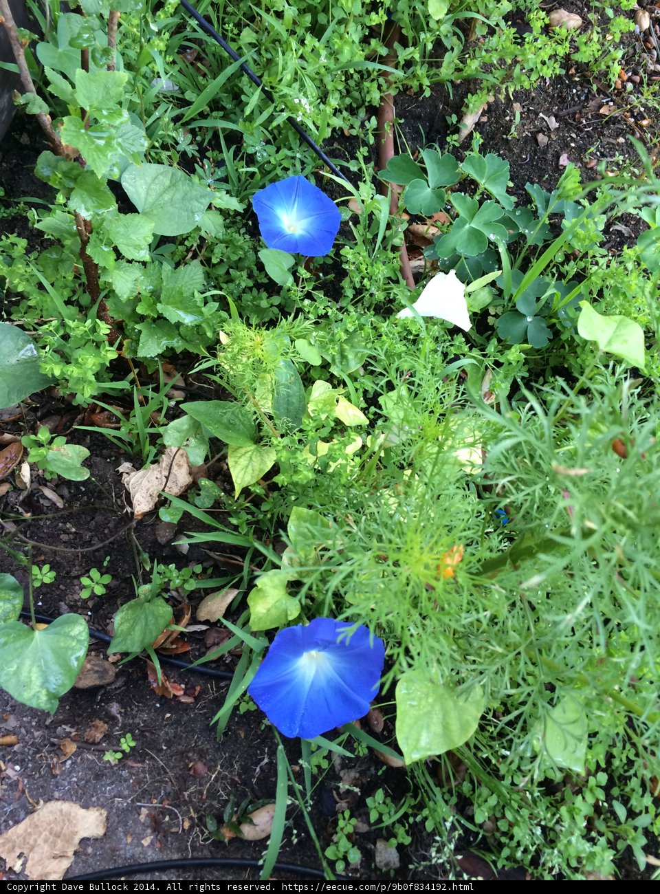 Tranquil Garden Anemone