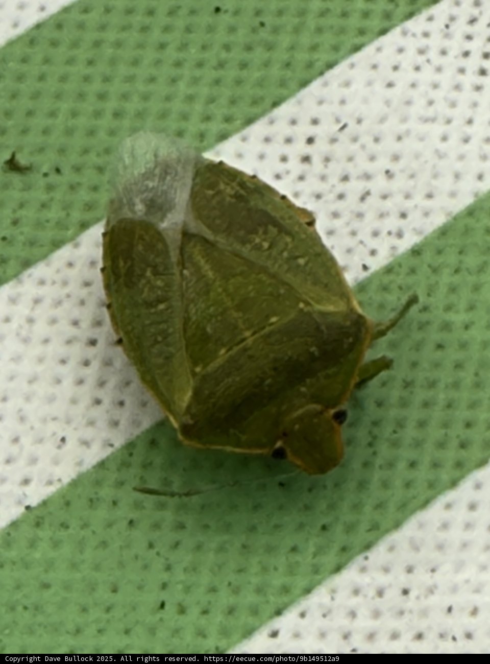 Leafy Encounter
