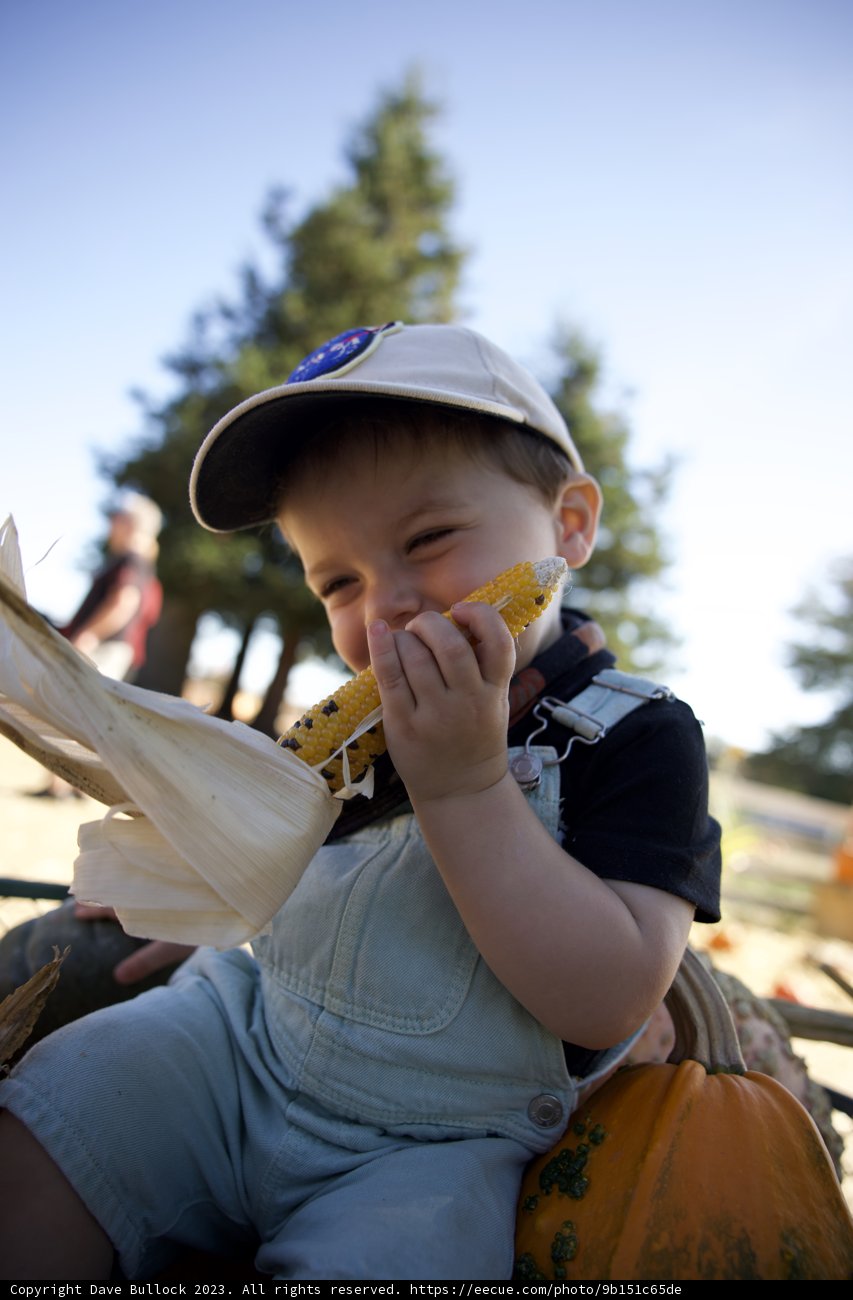 A Sunny Day at the Pumpkin Patch with Young Wesley