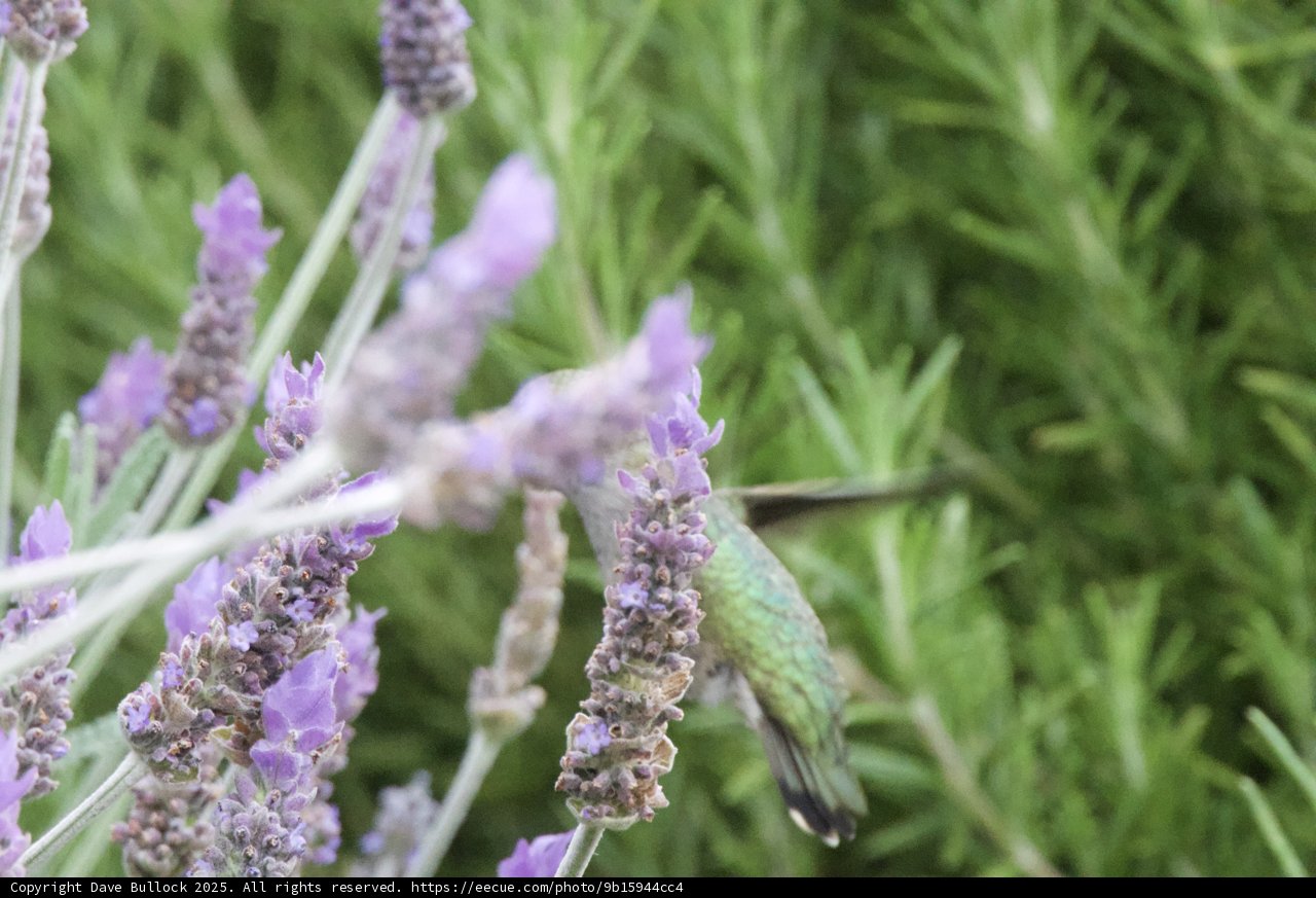 Whispers of Spring: A Delicate Dance
