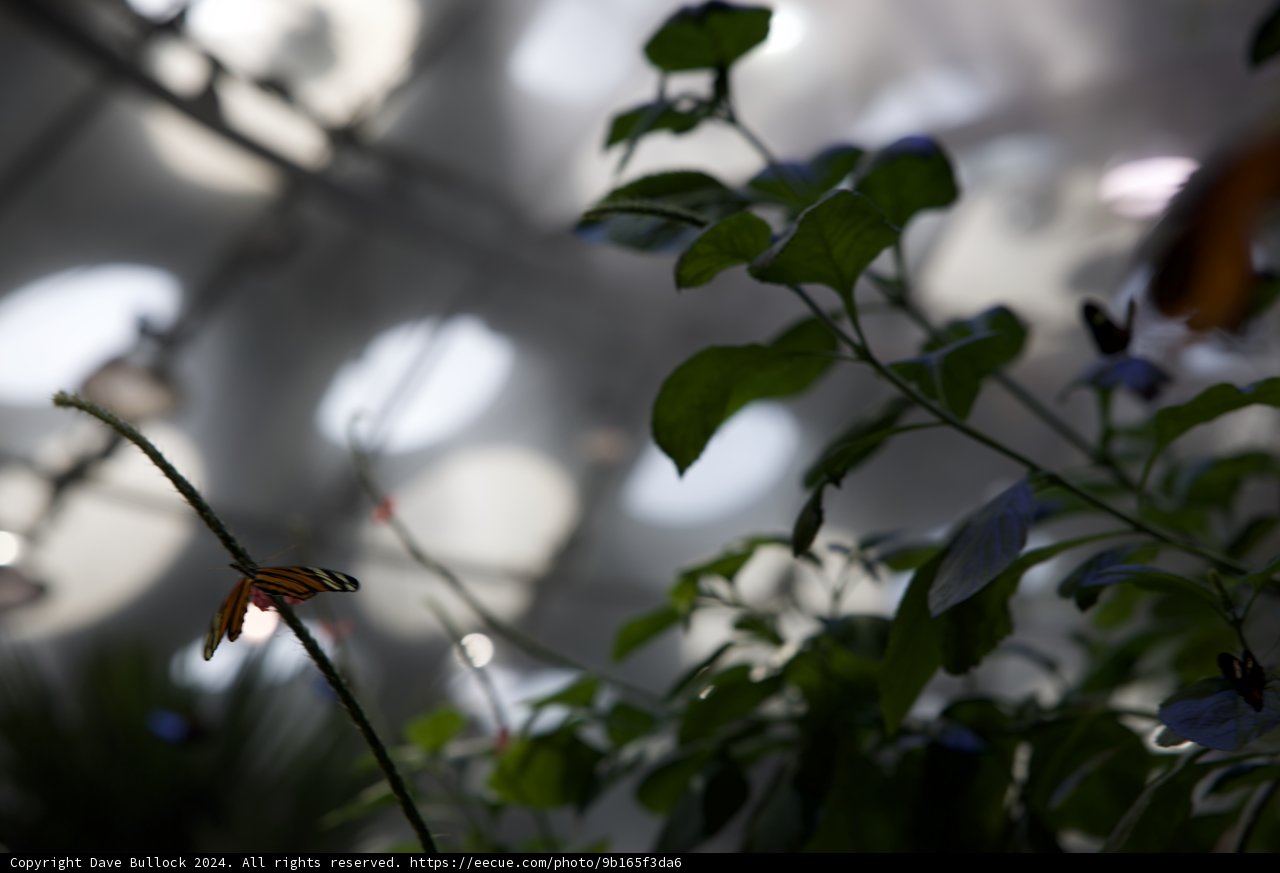 A Delicate Visitor at California Academy of Sciences - 2024