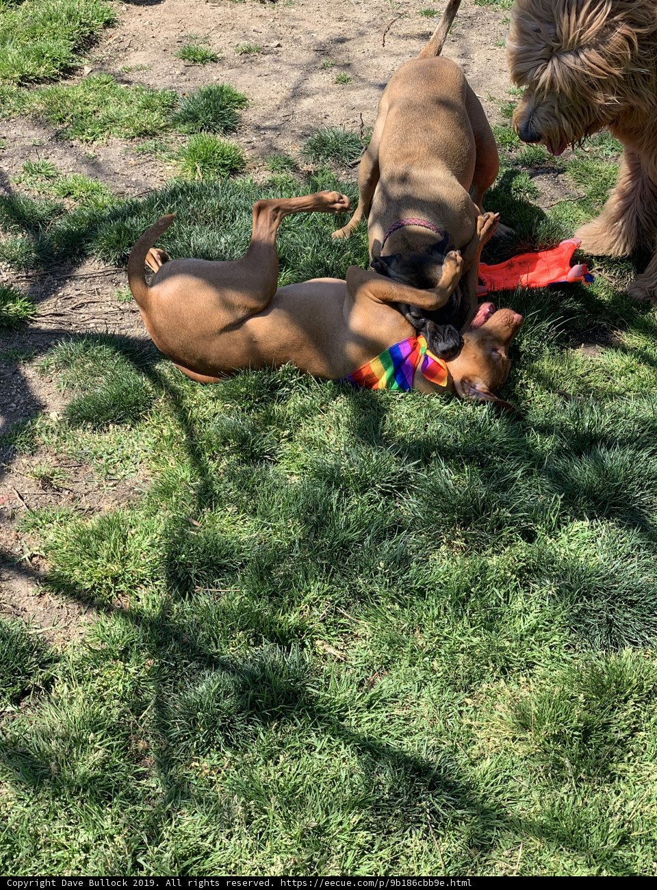 Playtime in the Grass