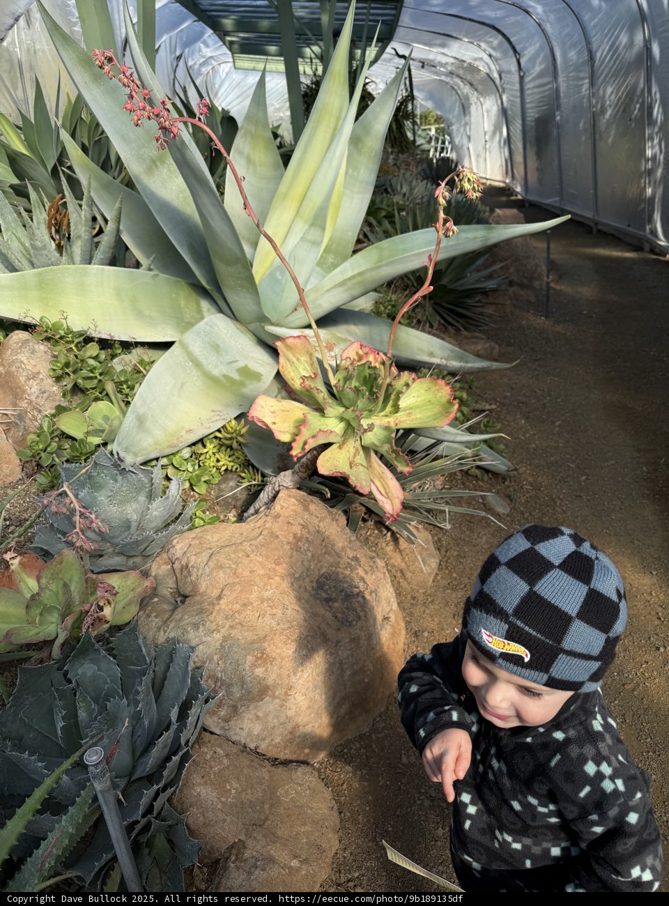 Little Explorer in the Desert Oasis