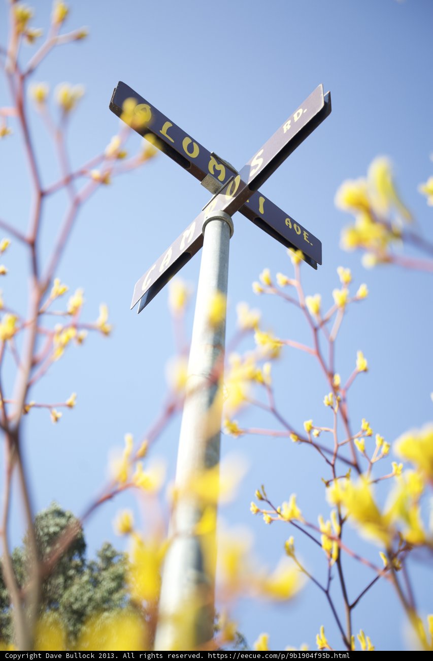 Crossroads in Bloom