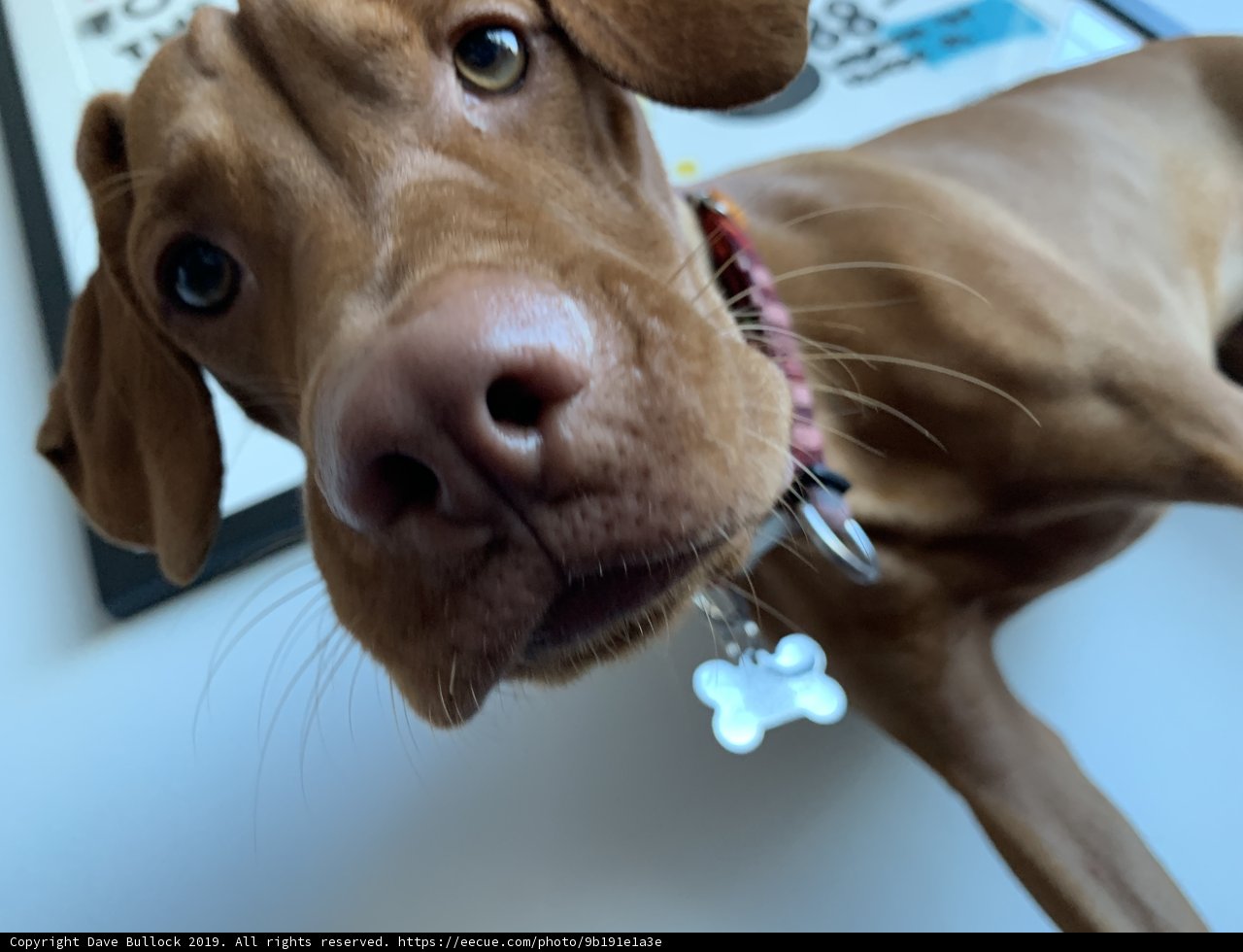Pawsitively Adorable Vizsla