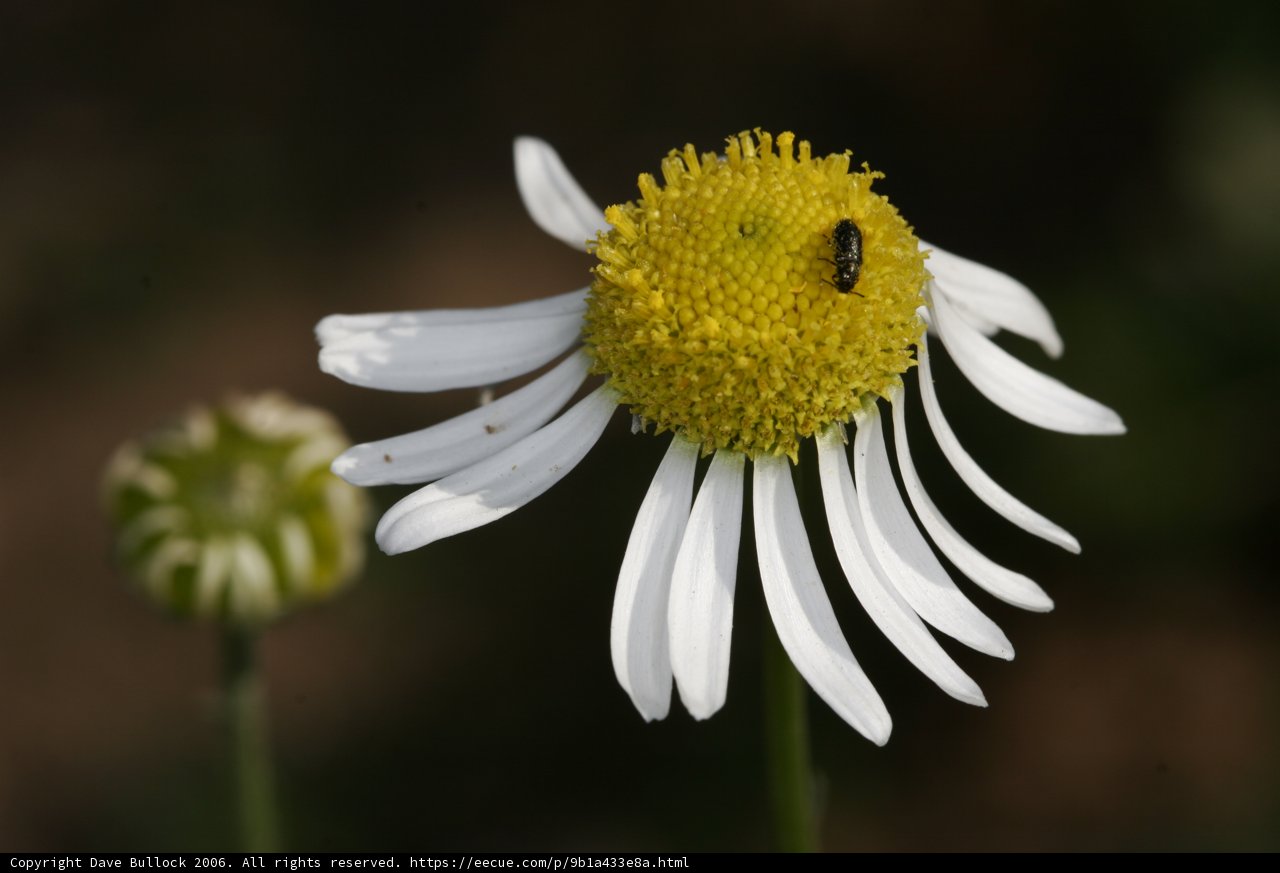 Bee on a Daisy Flower