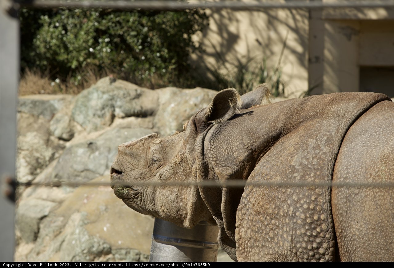 Majestic Encounter at San Francisco Zoo