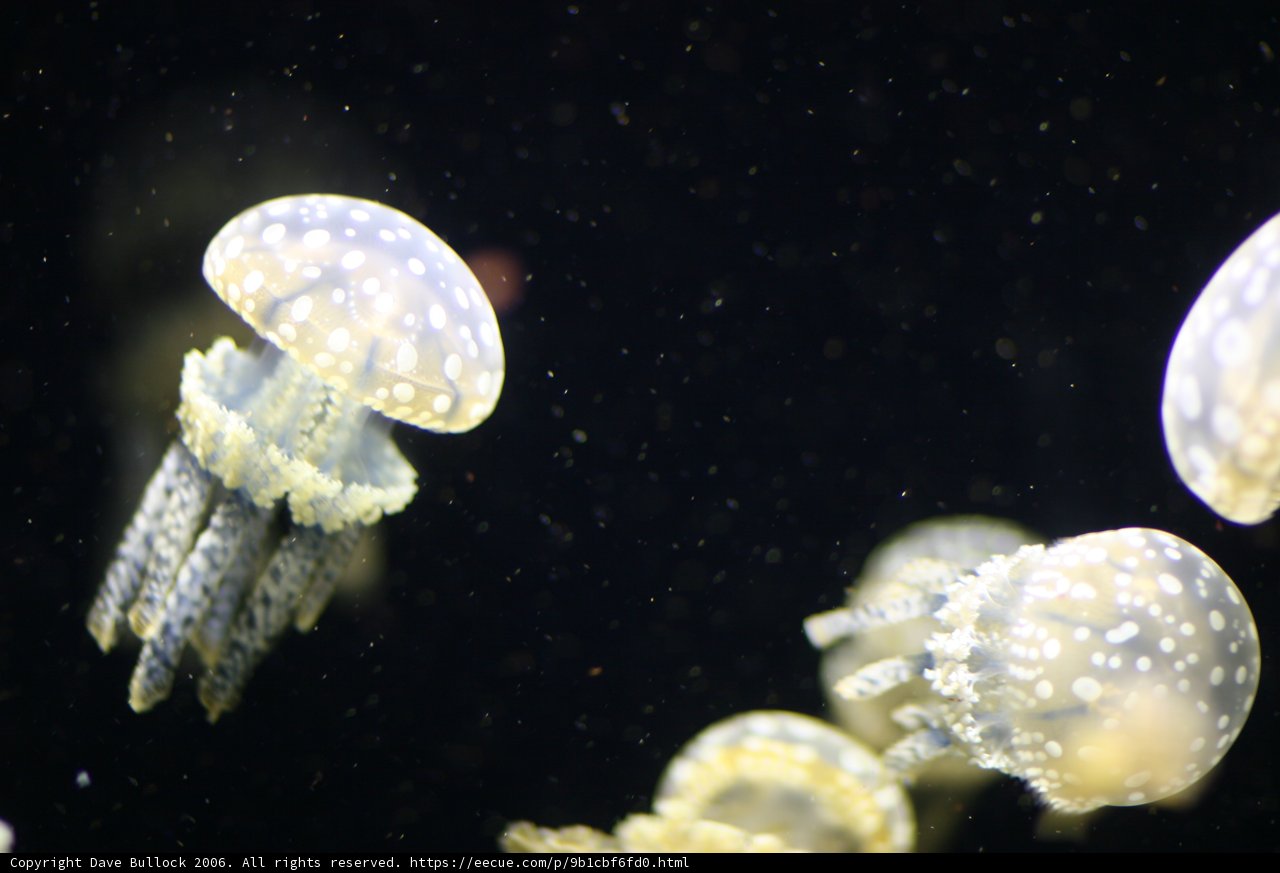 Enigmatic Sea Creature