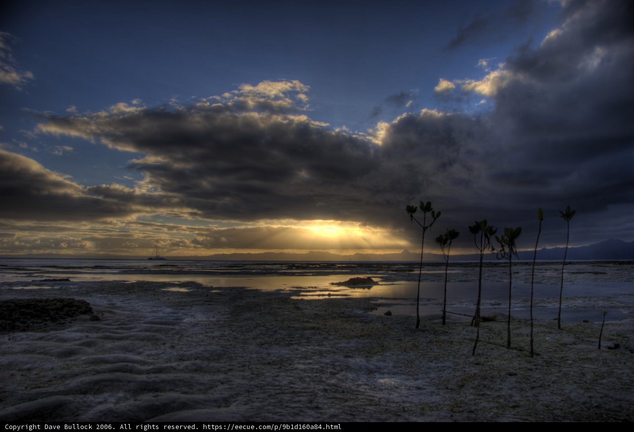 Coastal Trees under Majestic Clouds