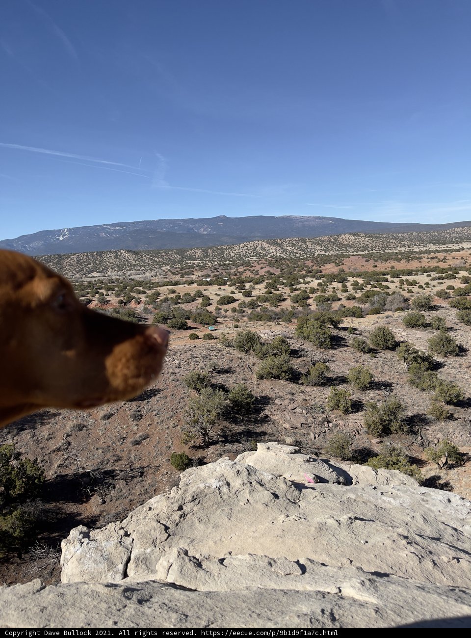 Canine Vista