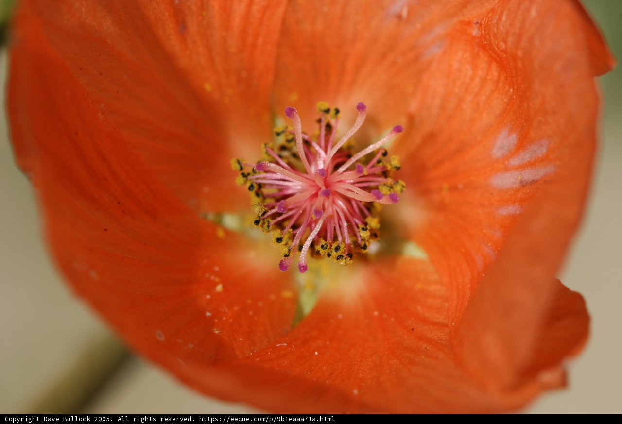The Intricate Center of a Lily Flower