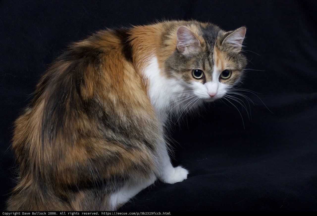 Mysterious Calico Cat