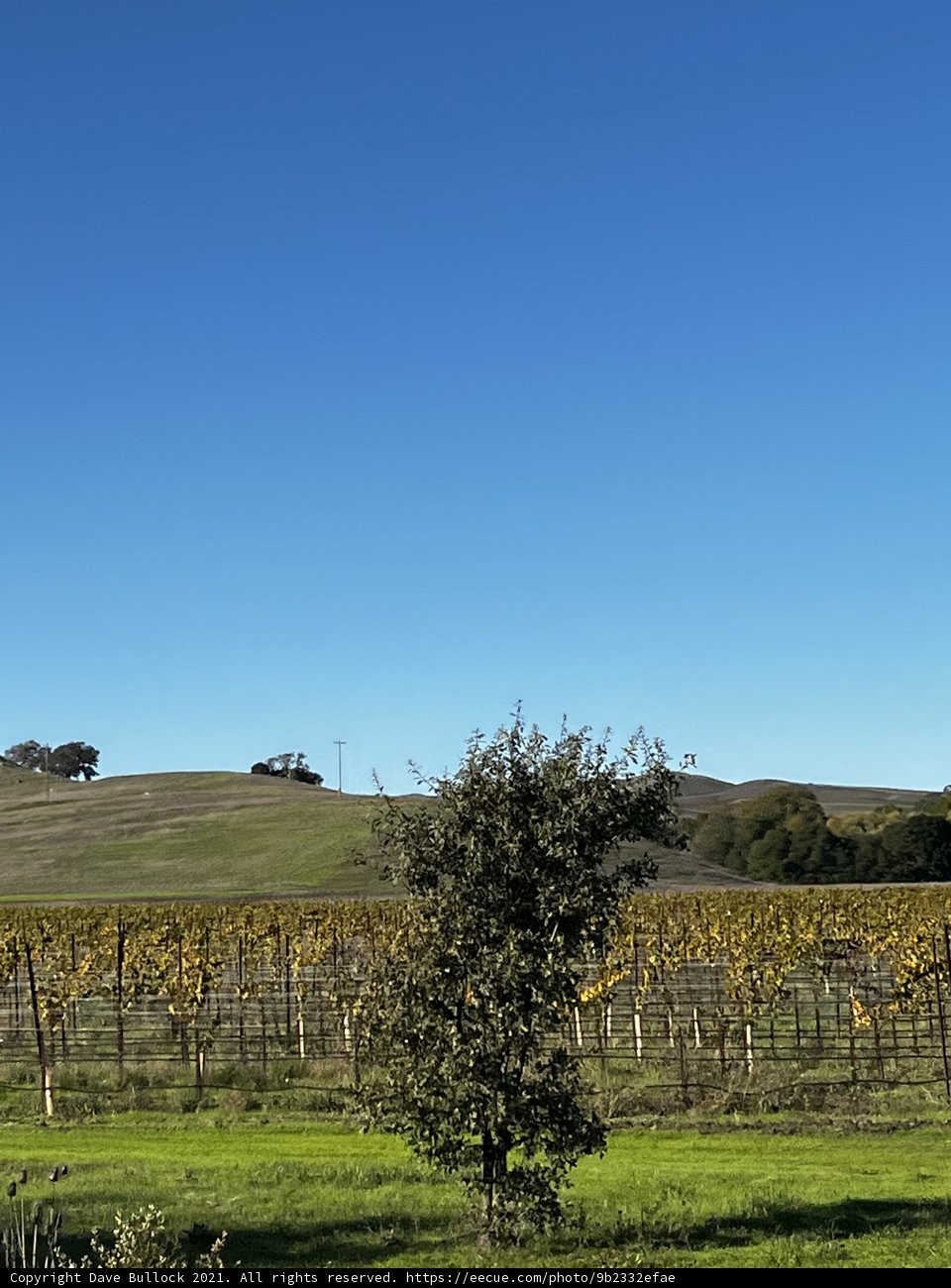 Towering Tree in a Serene Vineyard