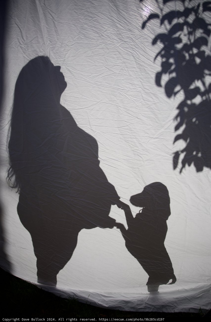 Shadows of New Beginnings