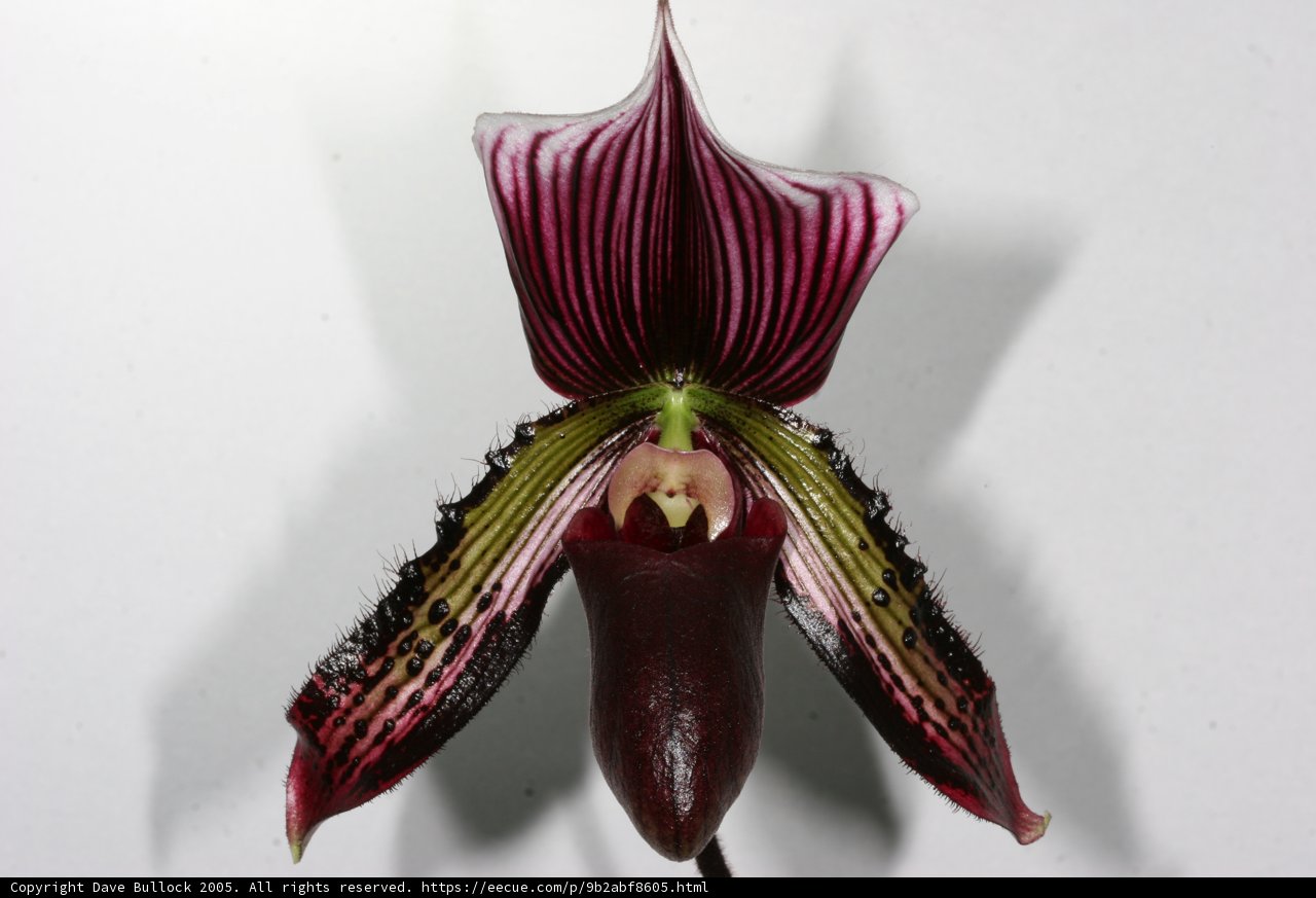 Close-up of an Elegant Orchid