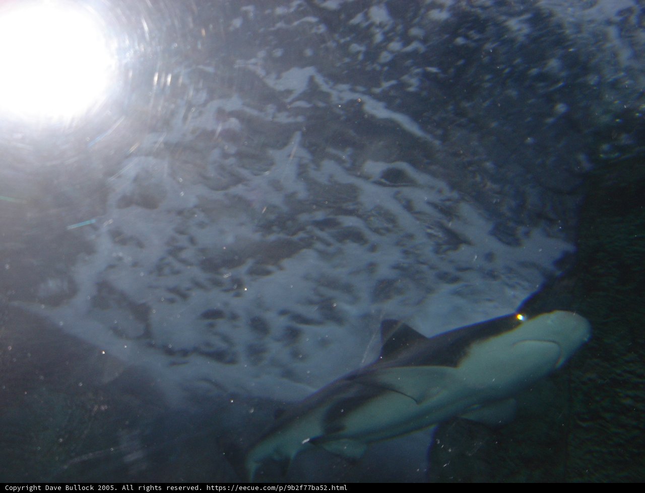 Majestic Shark in its Underwater Habitat
