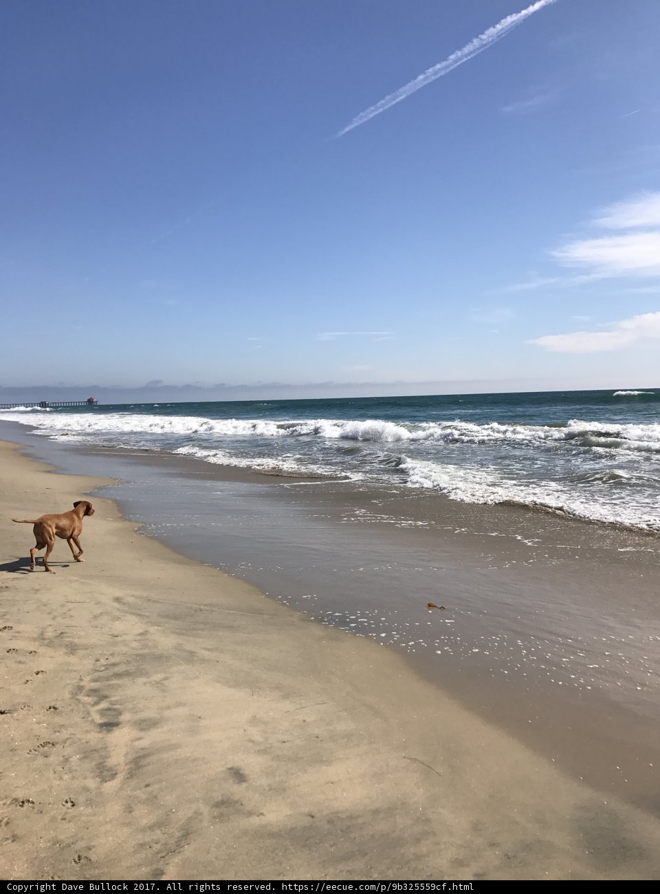 Sunny Stroll with Furry Friend
