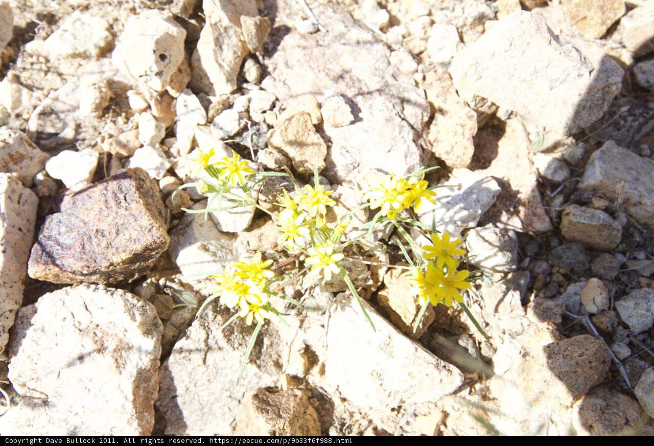 Lone Yellow Flower in the Desolate Rocks