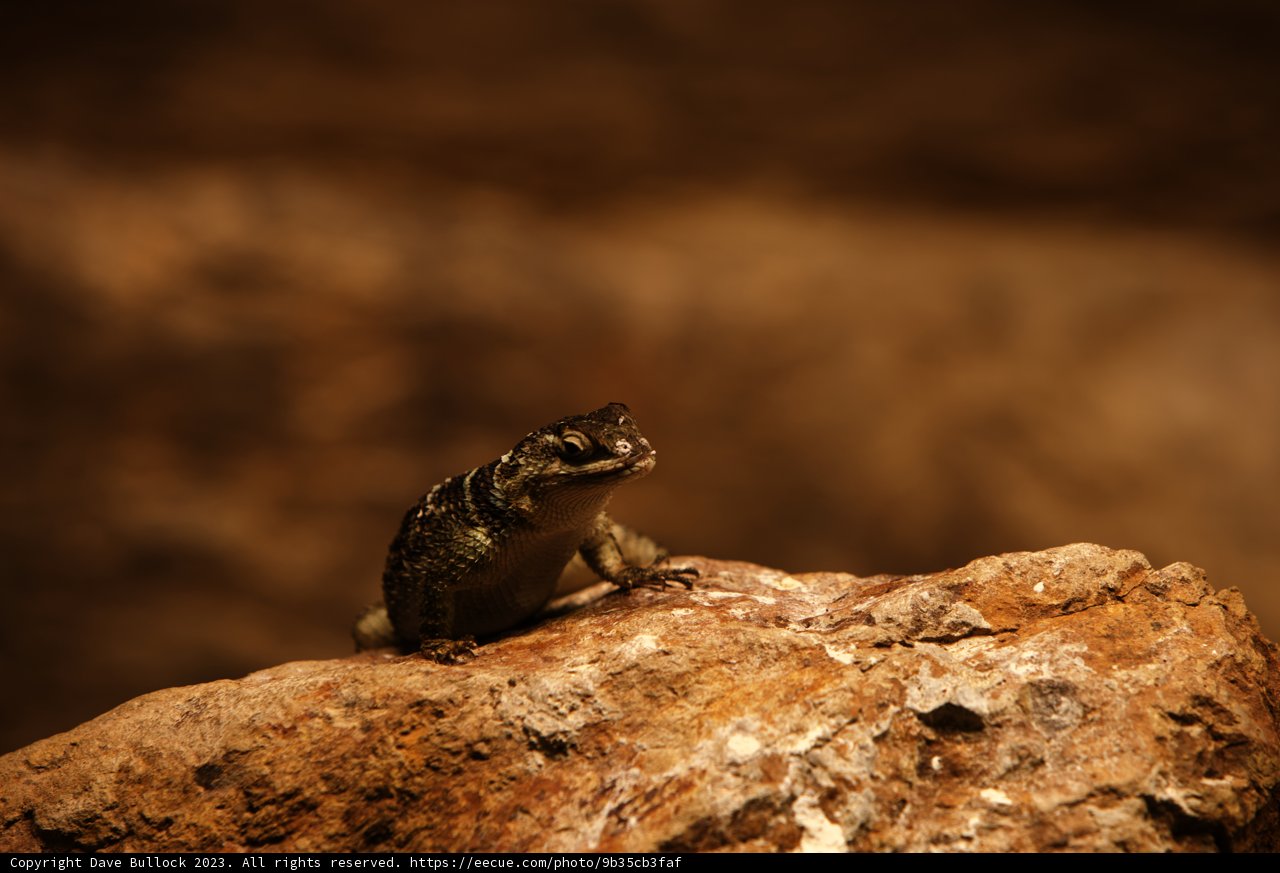 Basking Lizard at Oakland Zoo