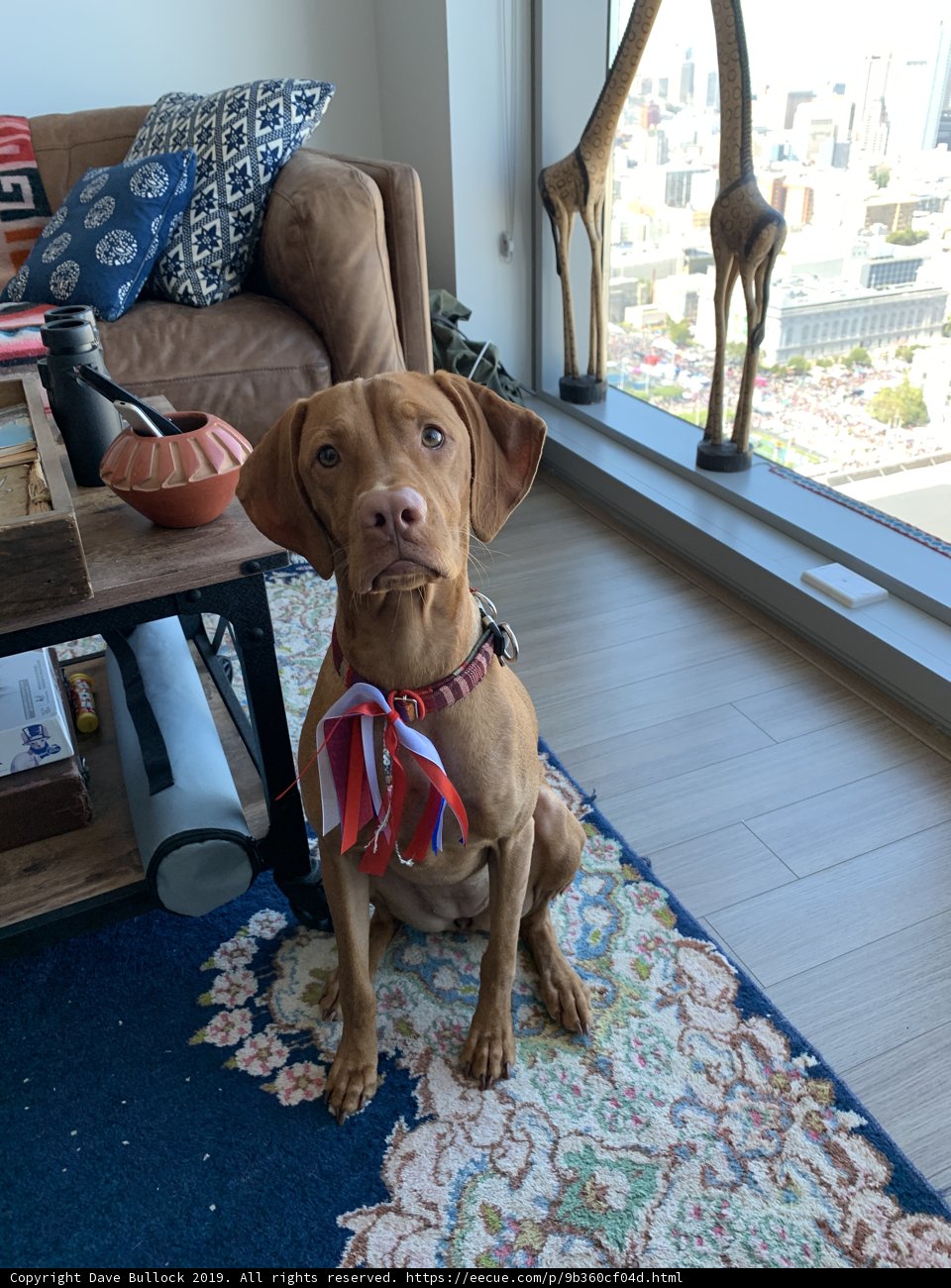 Cozy Canine on a Couch