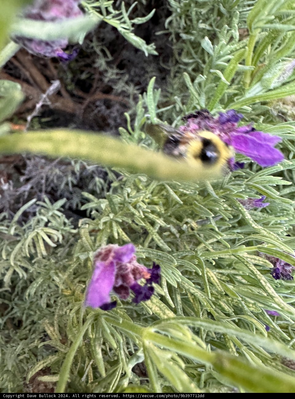 Busy Bumblebee on Lavender