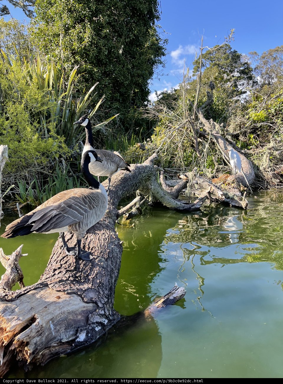 Geese on a Fallen Tree Branch in Stow Lake
