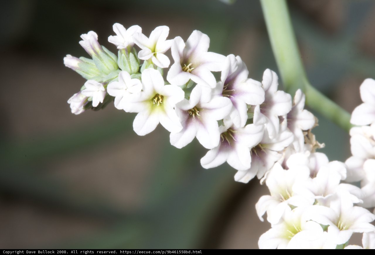 Geranium Blossom