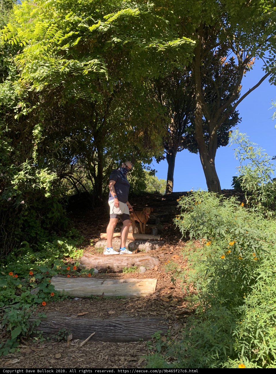 Man and his faithful companion climb the stairs in Golden Gate Park