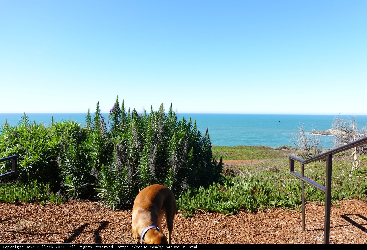 The Watchdog