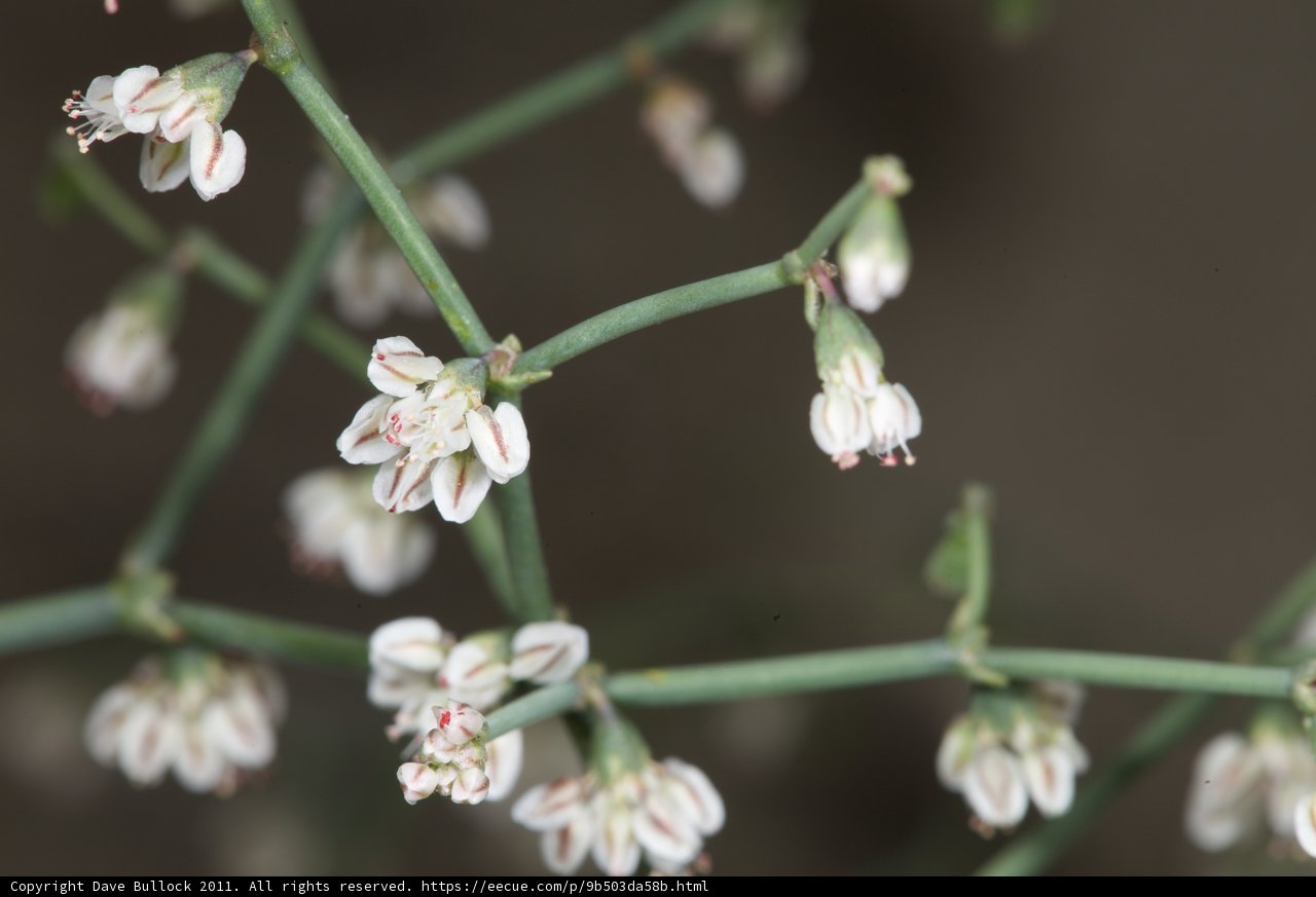 Blooming Geranium Flowers