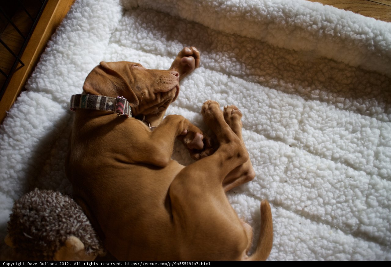 Relaxing Pup