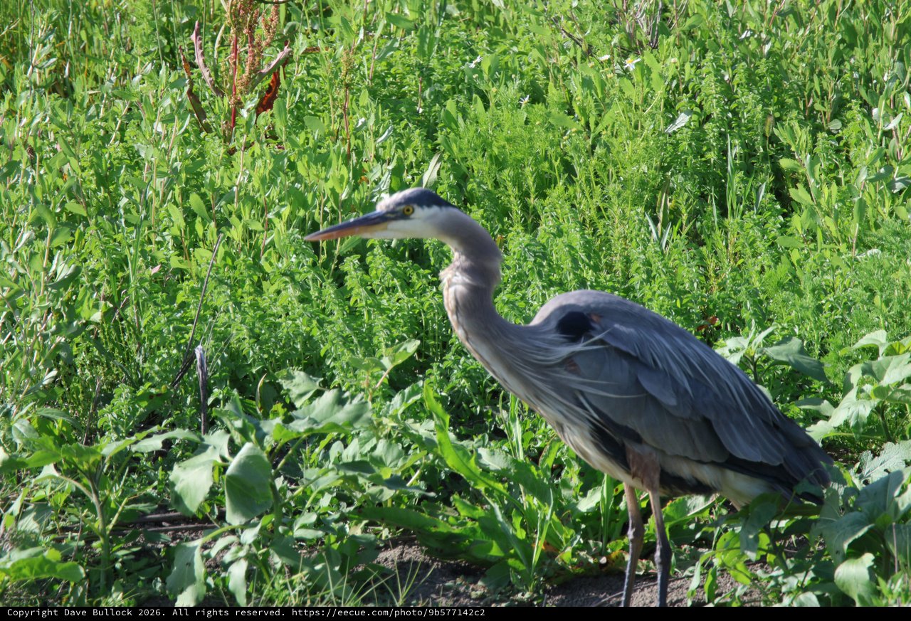 Great Blue Heron Hunting in Lush Wetland Vegetation