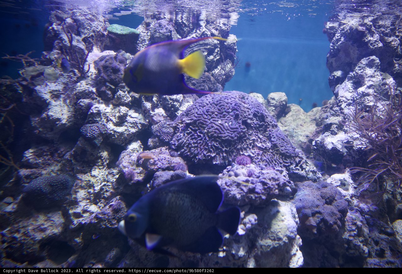 Aquatic Symphony in the Coral Kingdom