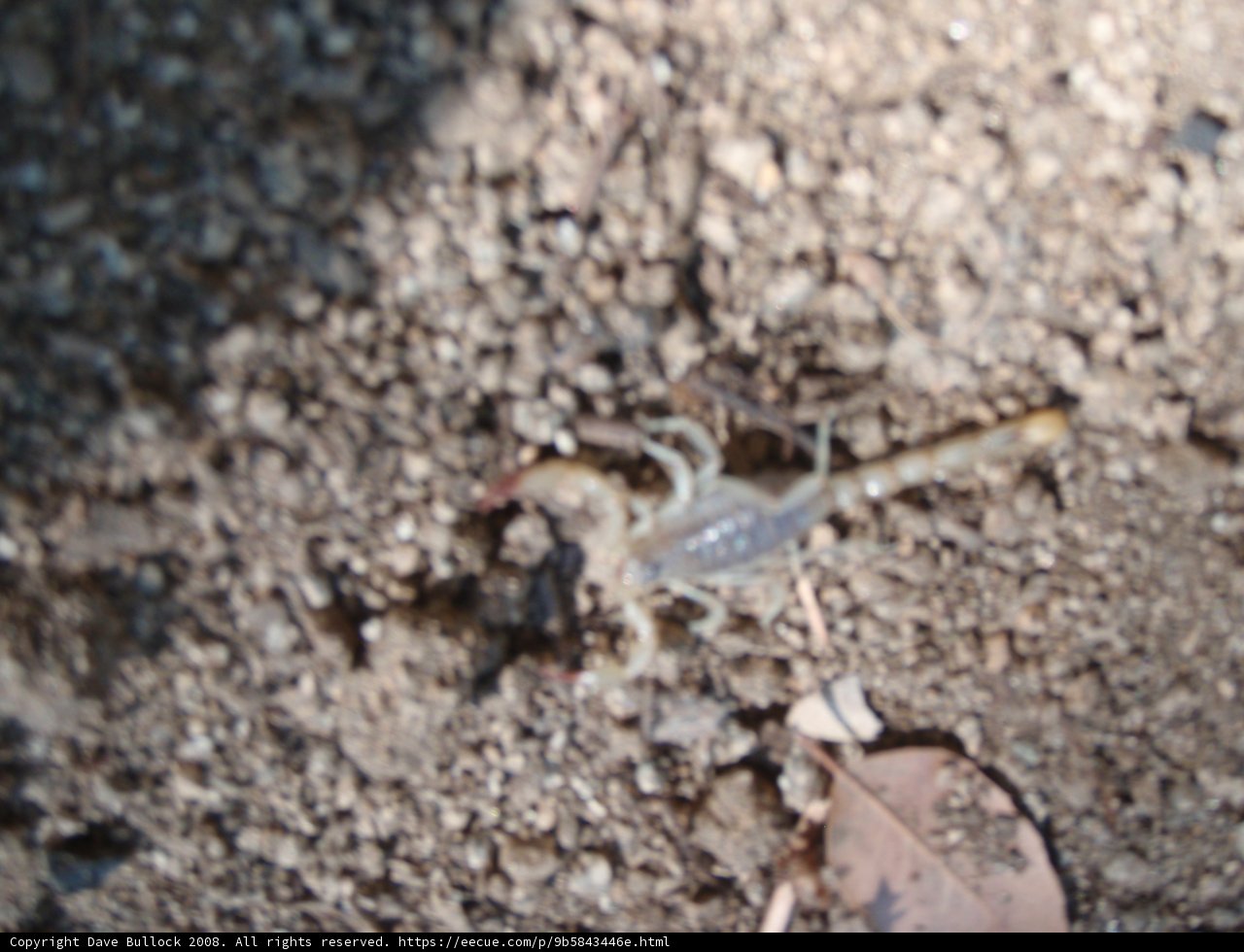 Scorpion in the Soil