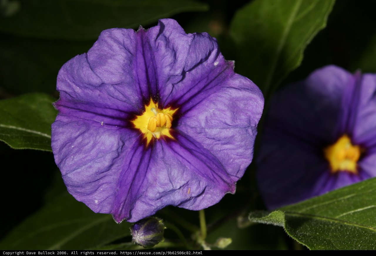 Purple Petunia with Yellow Center