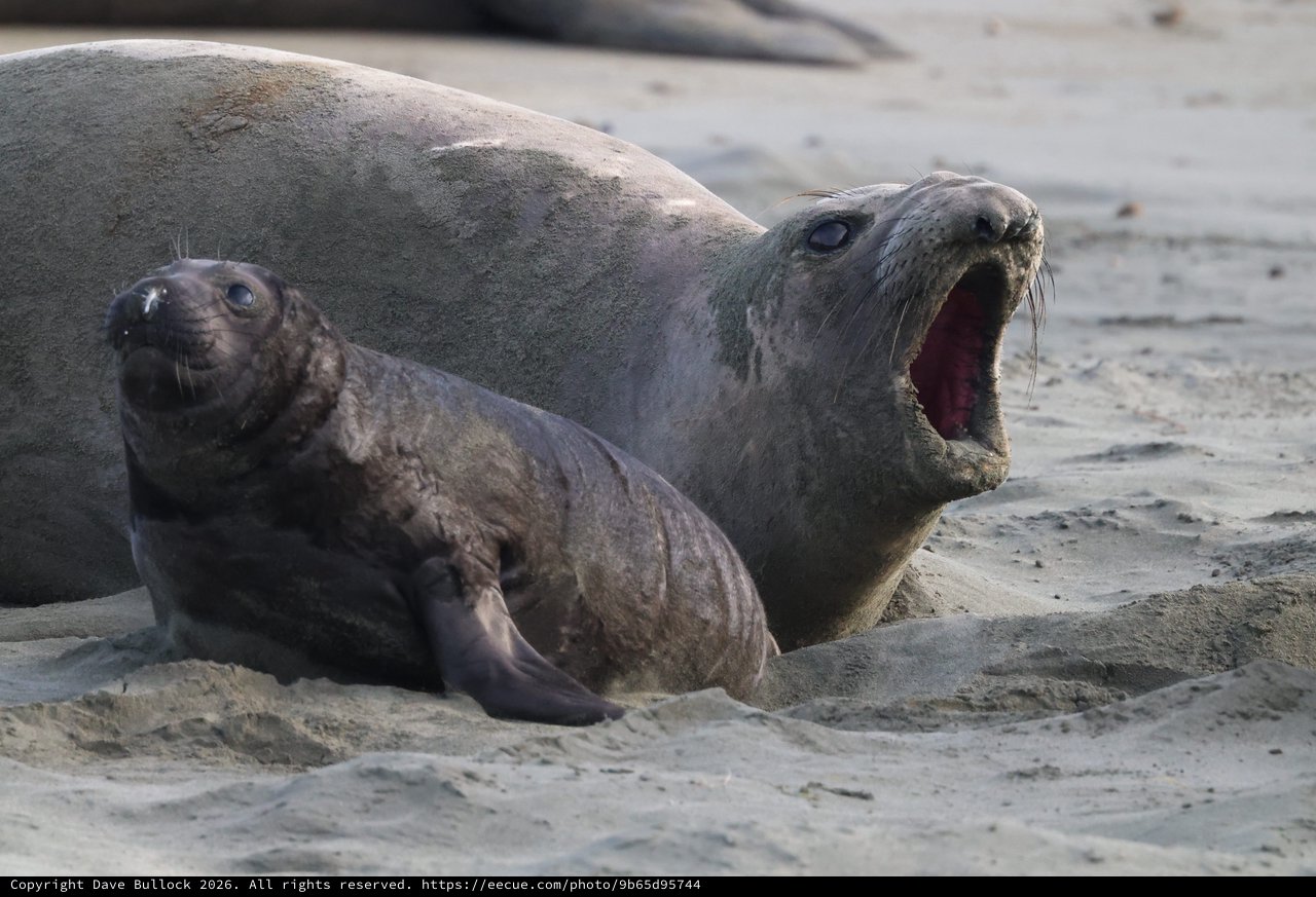 Elephant Seal Mother and Pup at Drakes Beach