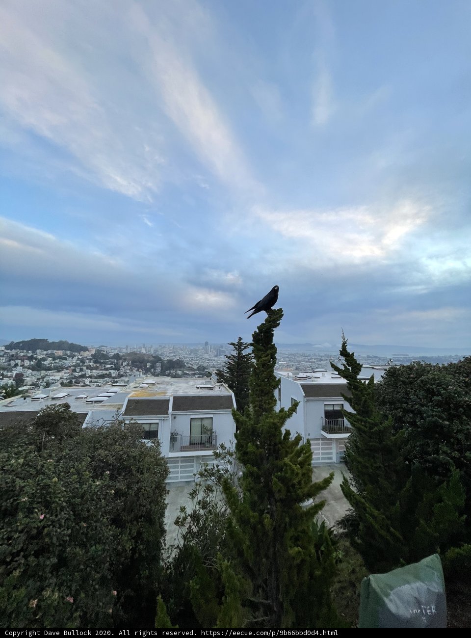 City Crow