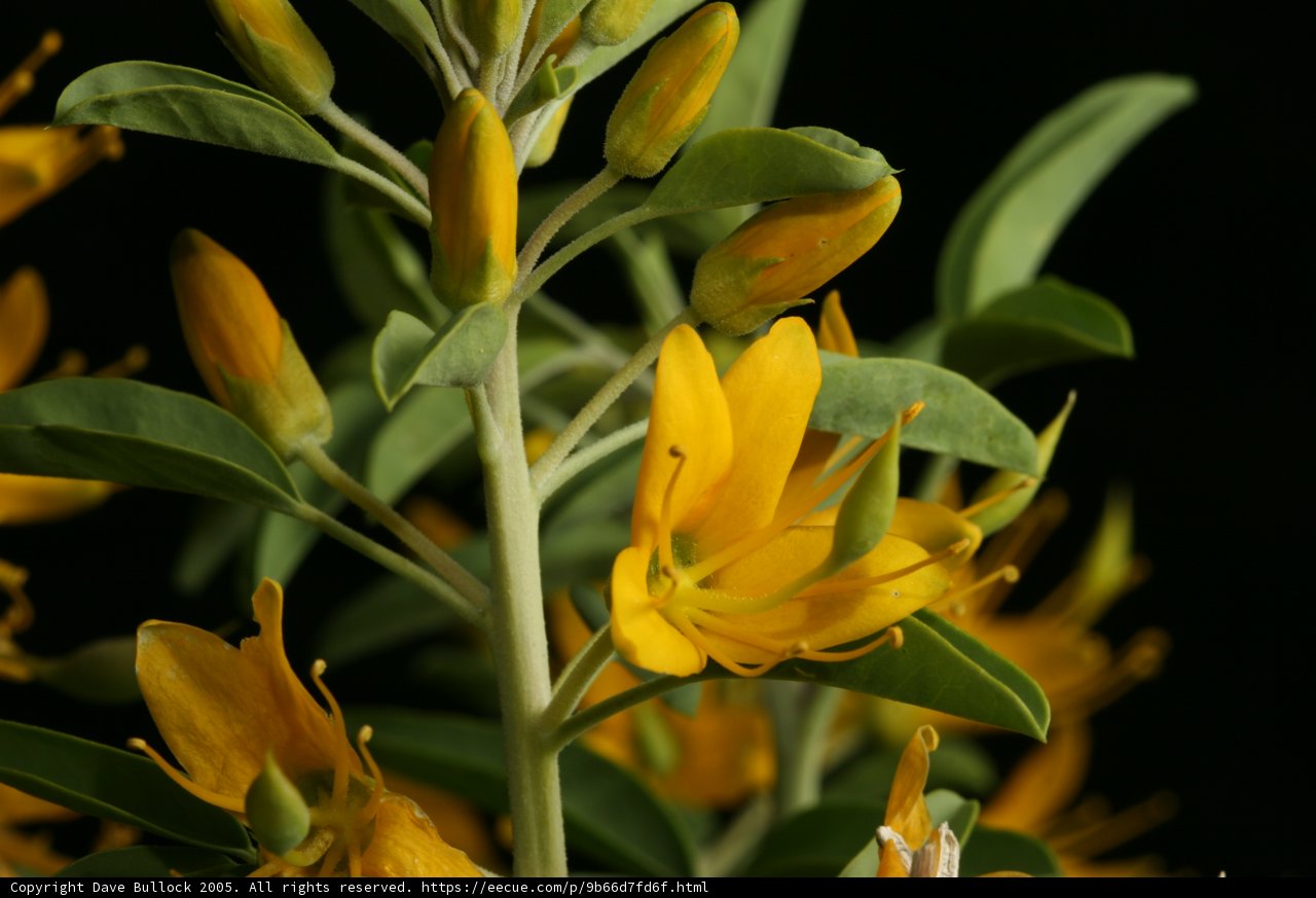 Sunny Lily