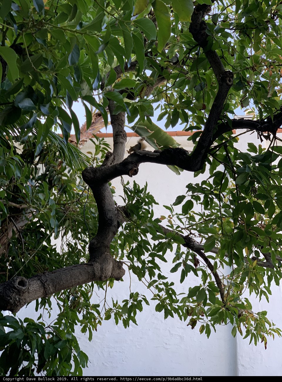 Verdant Canopy