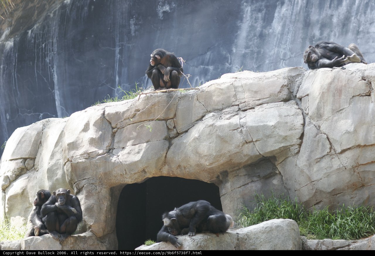 Ape Squad