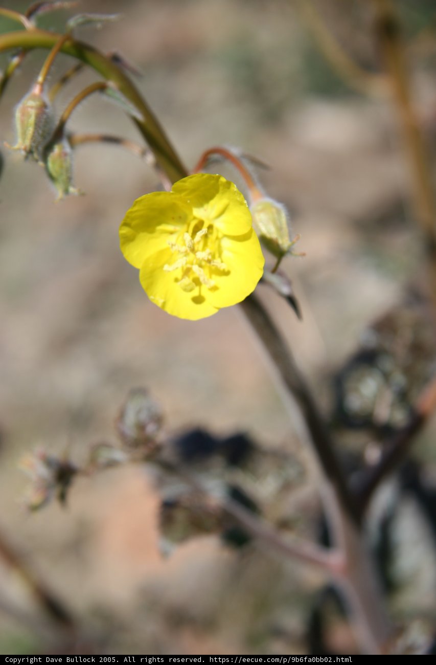 Lonely Geranium Flower