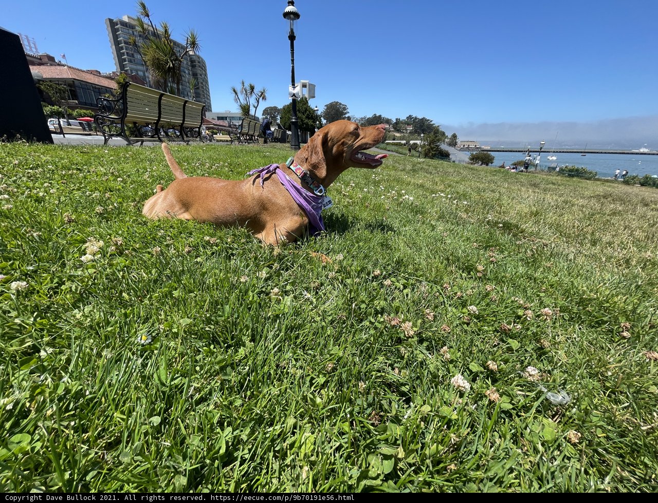 A Puppy in the Park