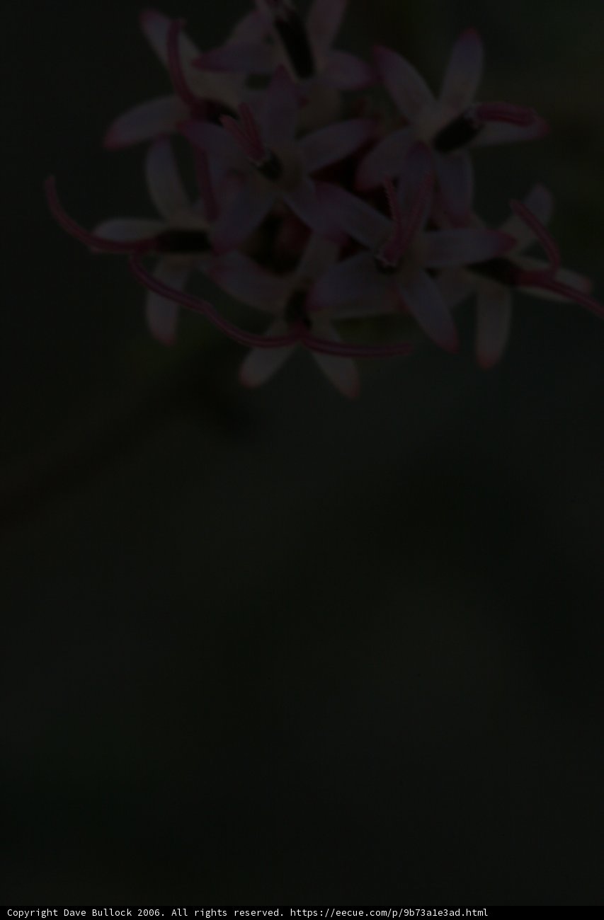 Blossoming Geranium